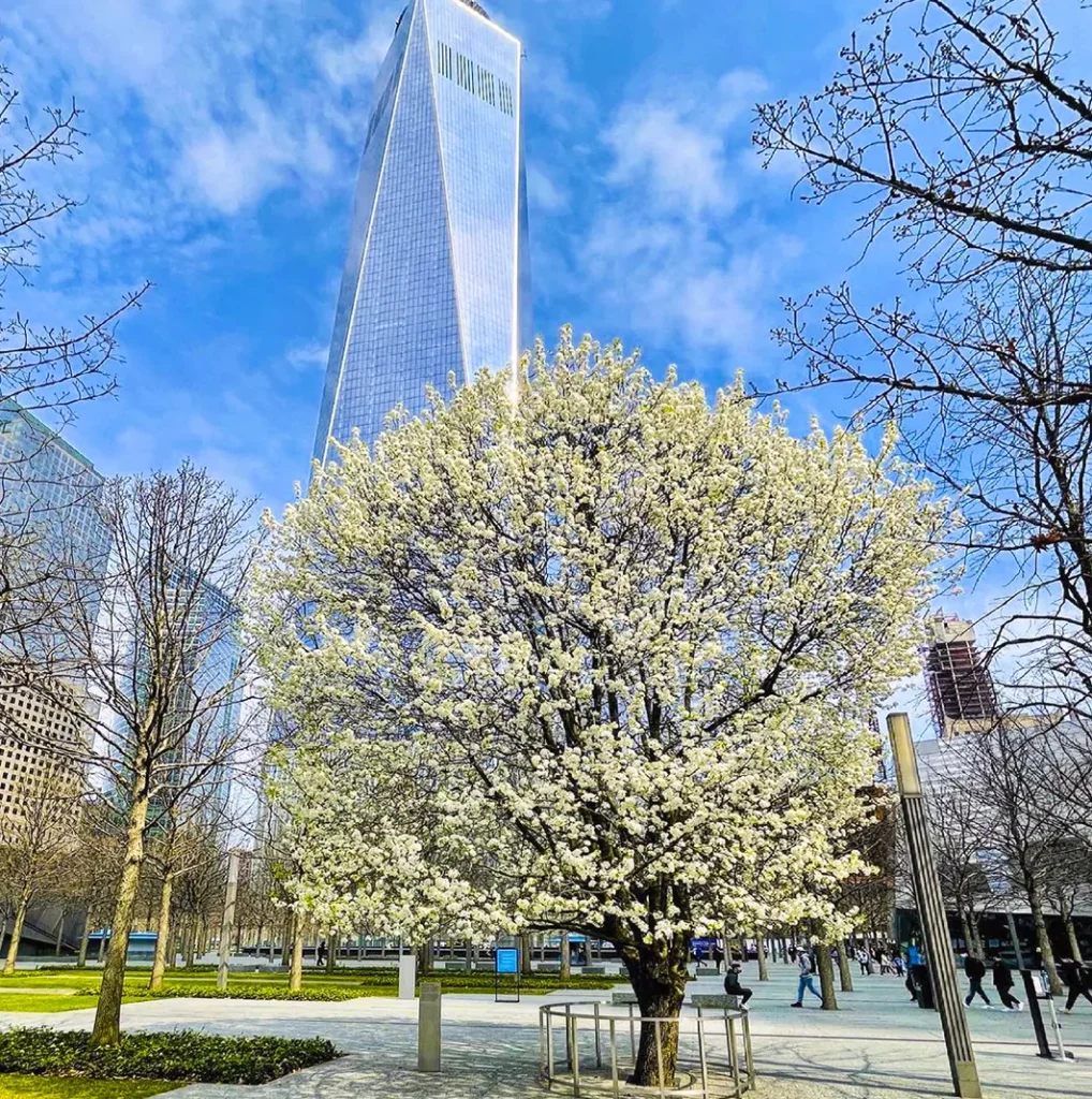 9-11-Survivor-Tree-New-York
