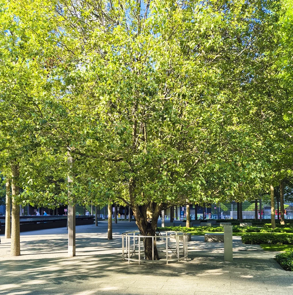 9-11 memorial Survival Tree