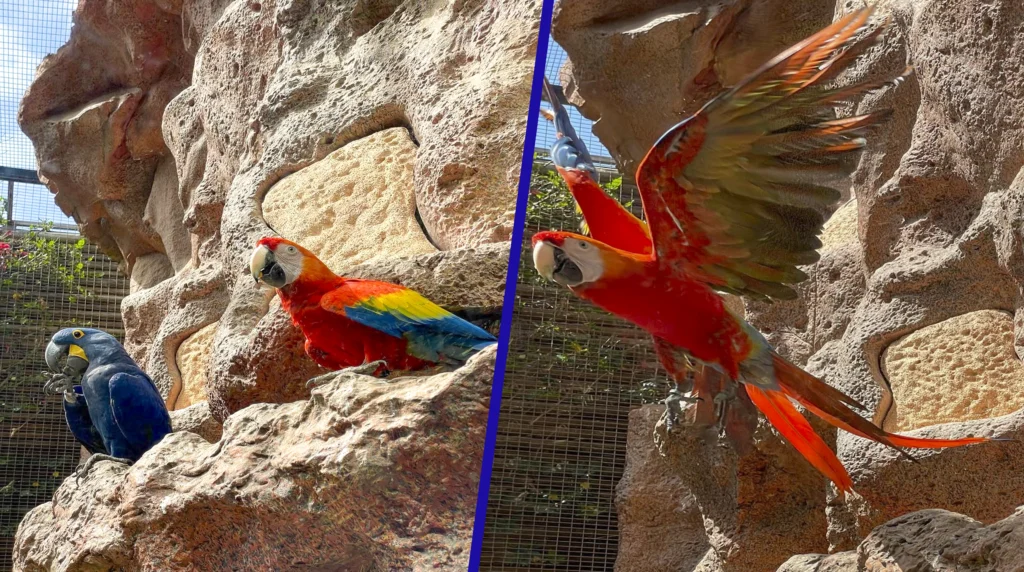 Loro Parque-Papegaaiencollectie