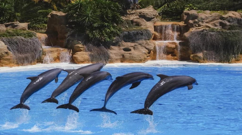 Loro Parque - Tenerife-Dolfijnenvoorstelling
