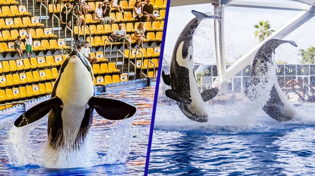 Loro Parque - Tenerife-Orka Ocean