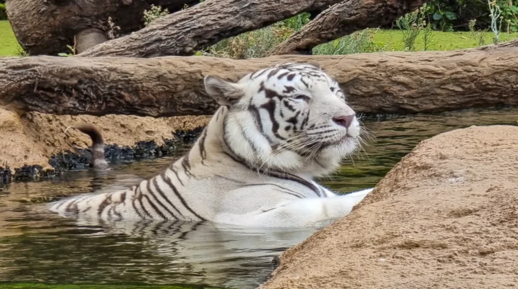 Loro Parque - Tenerife - Tijgerverblijf