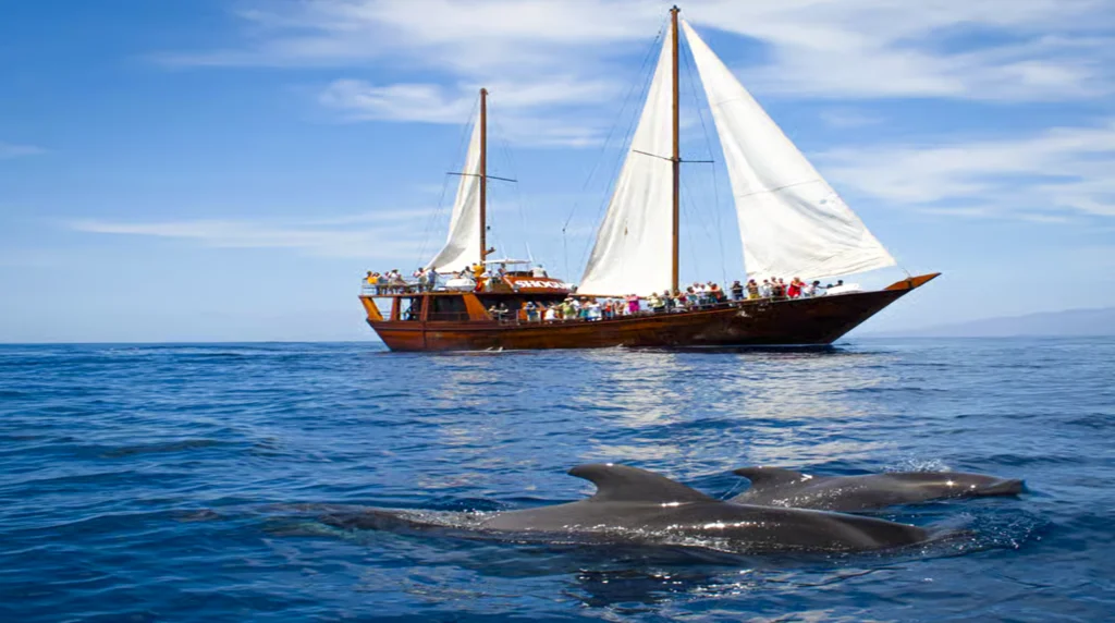 walvissen en dolfijnen spotten bij Tenerife whale and dolphin watching in Tenerife Wale und Delfine beobachtung auf Teneriffa