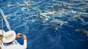 whale and dolphin watching in Tenerife