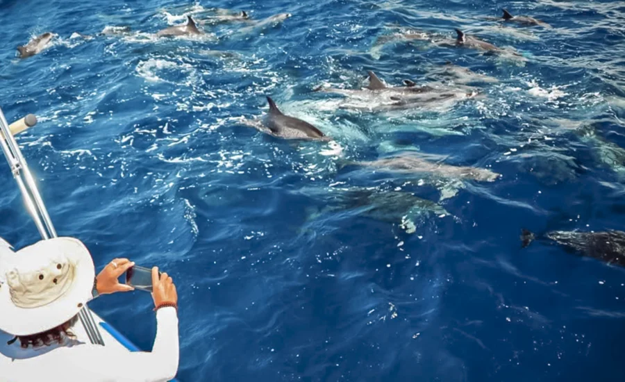 walvissen en dolfijnen spotten bij Tenerife whale and dolphin watching in Tenerife Wal- und Delfinbeobachtung auf Teneriffa